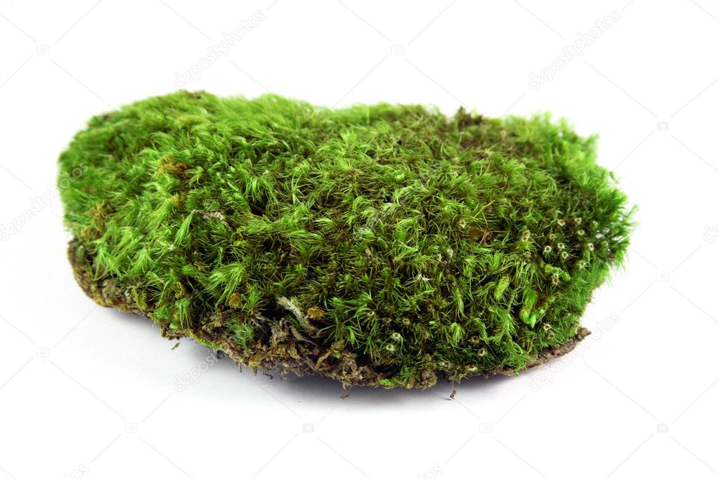 Green moss