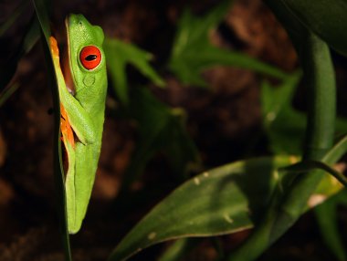 Red-eyed tree frog clipart