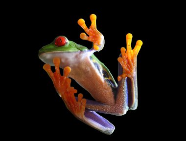 Red-eyed tree frog clipart