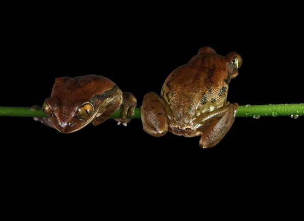공작 청 개구리 — 스톡 사진
