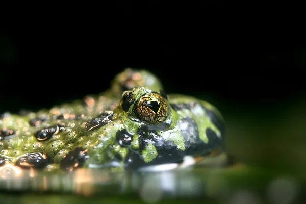 Yangın göbek kurbağa — Stok fotoğraf