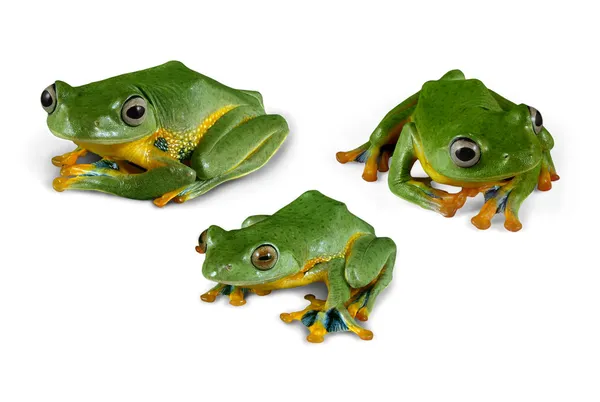 Wallace Flying Frogs (clipping path) — Stock Photo, Image