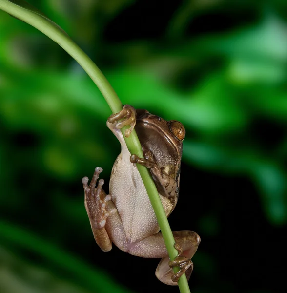 Павич жаби (відсічний контур) — стокове фото