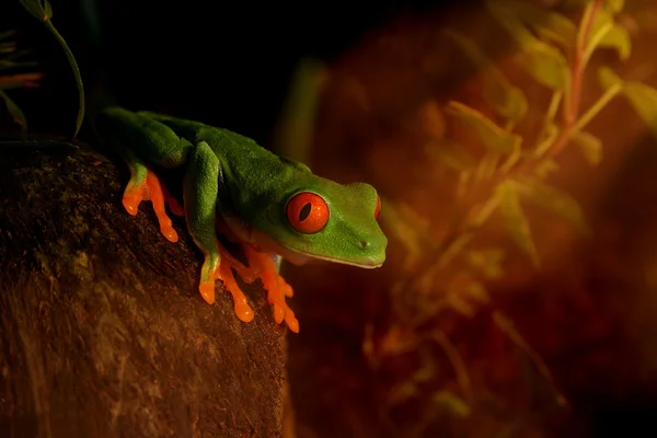 stock image Sunrise frog