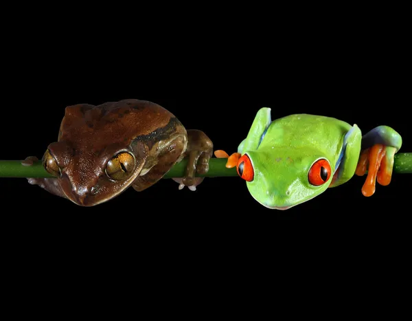 개구리 친구 들 — 스톡 사진