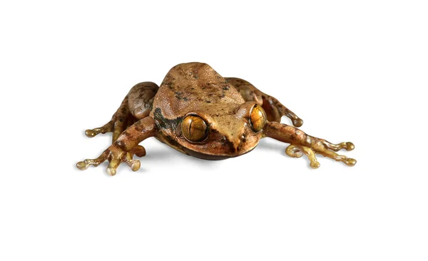 Peacock Frog on White (path included) — Stock Photo, Image