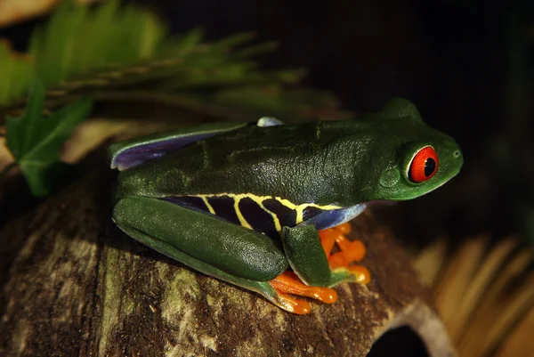 Красноглазая древесная лягушка — стоковое фото