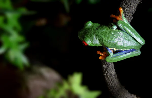 Asma üzerinde kırmızı ağaç kurbağası — Stok fotoğraf