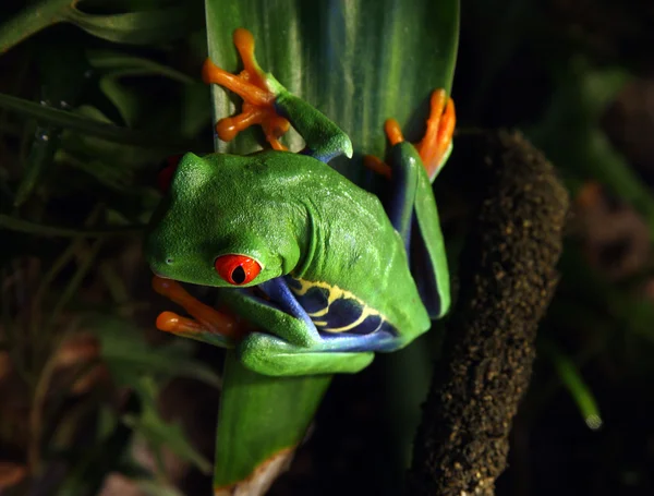 赤い目の木のカエル — ストック写真