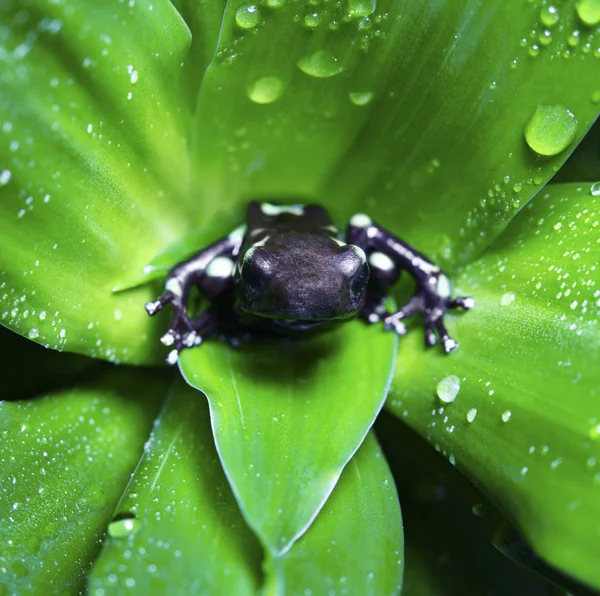 Poison Dart Frog — Stock Photo, Image