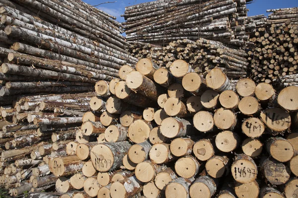 Lo stoccaggio dei tronchi — Foto Stock