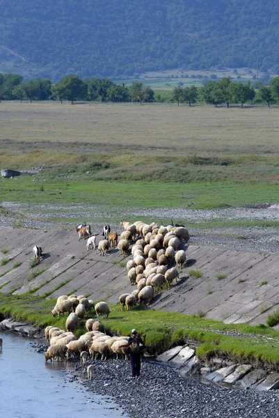 Пастух и стадо — стоковое фото