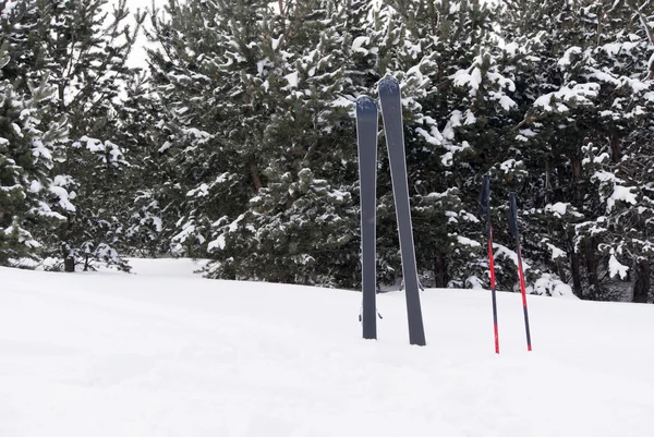 Åka skidor i skogen — Stockfoto