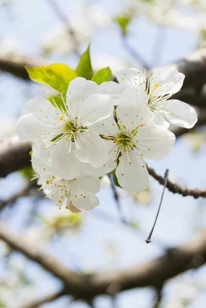 stock image Cherry tree blossom