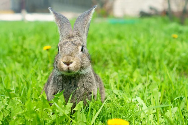 Rabbit in the meadow — Stock Photo, Image
