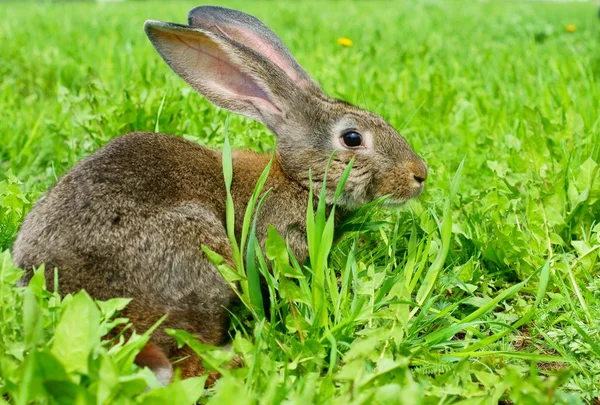 Rabbit in the meadow — Stock Photo, Image