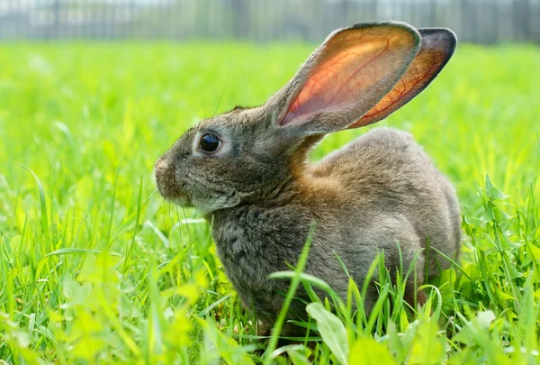 Кролик на лугу Стоковое Изображение