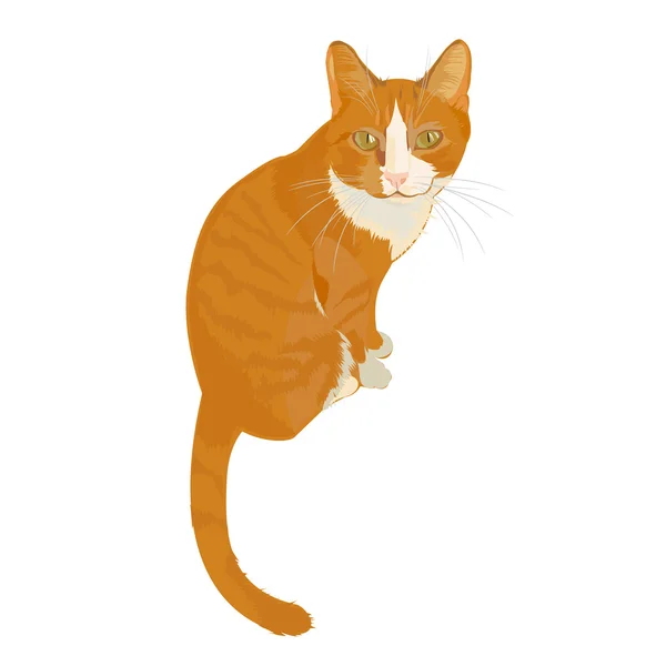 Cat with character — Stock Vector