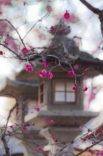 Японська ліхтар і сакури — стокове фото