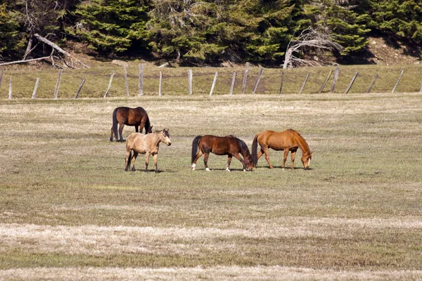 Konie wypasane na polu. — Zdjęcie stockowe