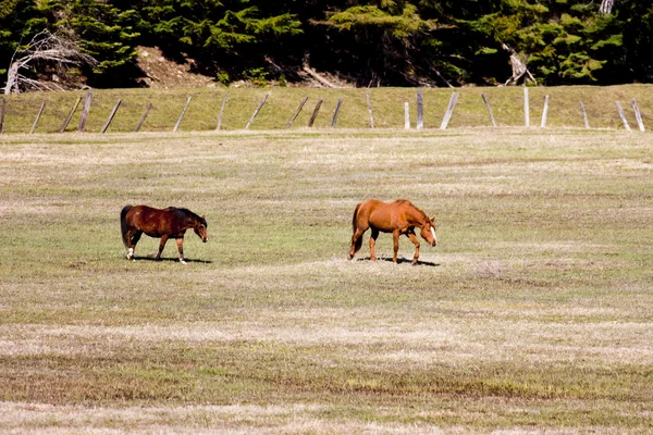 Cavalos Grazing . — Fotografia de Stock