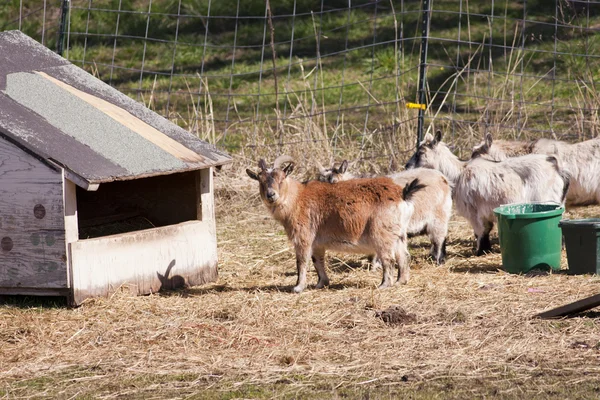 Kudde geiten. — Stockfoto