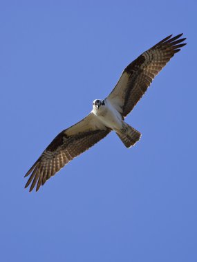 Osprey yiyecek arar.