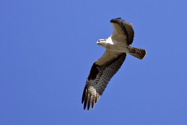 Osprey gökyüzünde uçar.