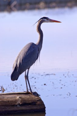 Majestic great blue heron. clipart