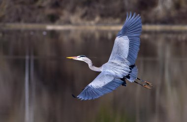 Great wing span. clipart