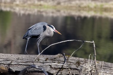 Heron kütük üstünde yürür.