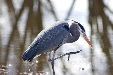 Heron lifts leg. clipart