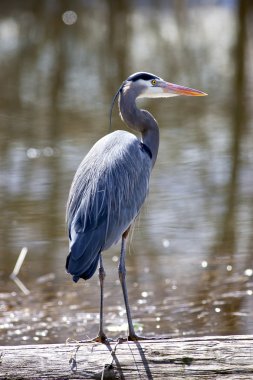 Great blue heron. clipart