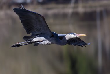 Heron su üzerinde kayar.