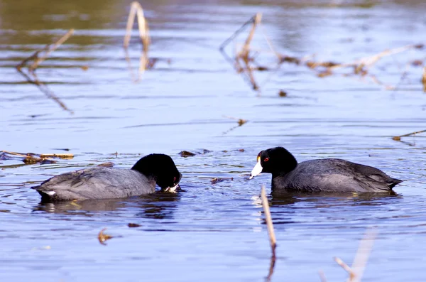 Two American coots. — Stock Photo, Image