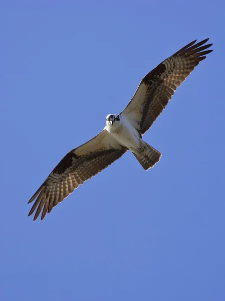 Osprey procura comida . — Fotografia de Stock