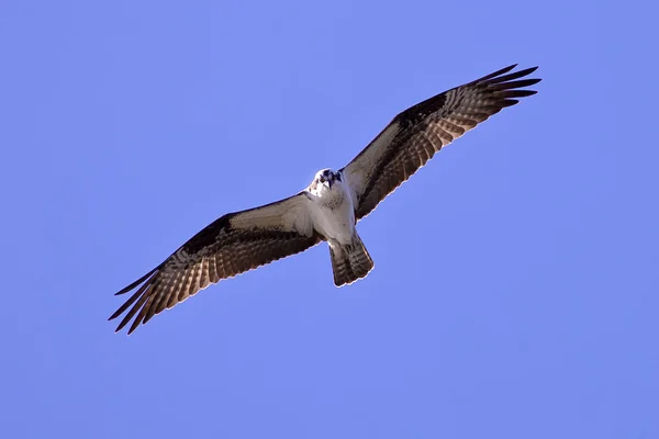 Osprey szárnyal magas. — Stock Fotó
