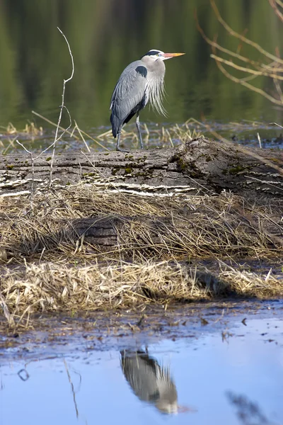Heron's reflection in water. — Stock Photo, Image
