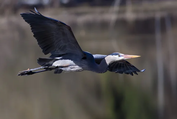 Heron glisse au-dessus de l'eau . — Photo