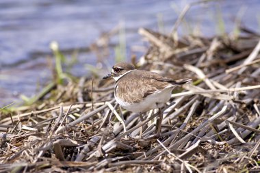 Kildeer'in arka plan ile karışımları.