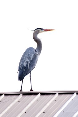 Heron on roof. clipart