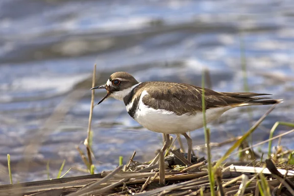 Killdeer by the water. — Stock Photo, Image