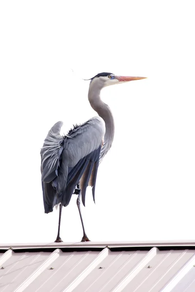 stock image Heron flutters its wings.