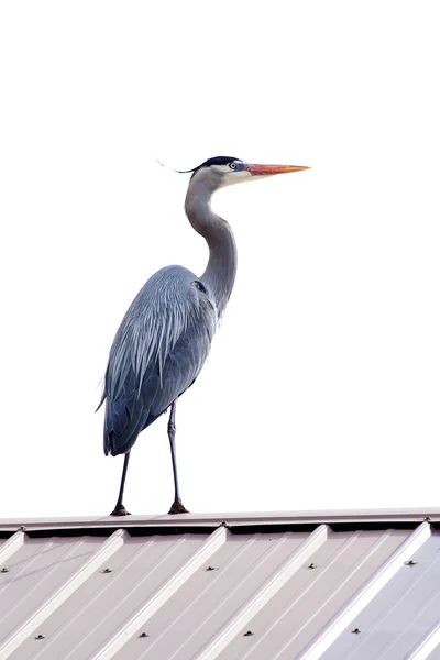 Heron pe acoperiș . — Fotografie, imagine de stoc