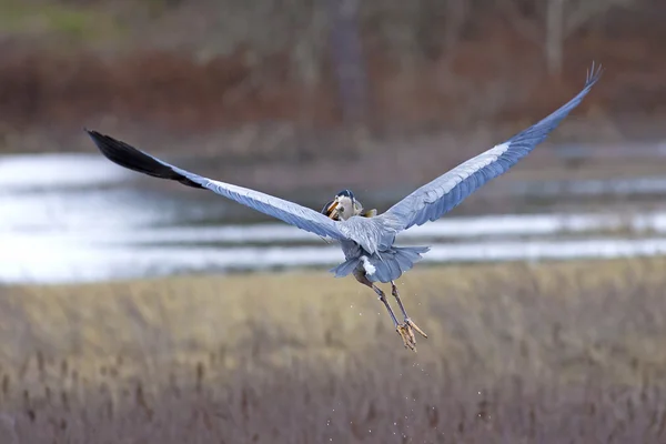 Heron vole avec des poissons dans le bec . — Photo