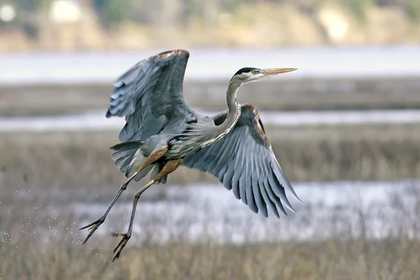 Heron takes flight. — Stock Photo, Image