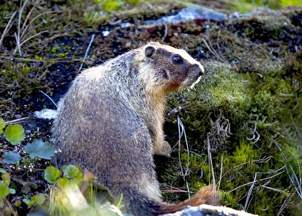 Close up of a marmot. — Stock Photo, Image