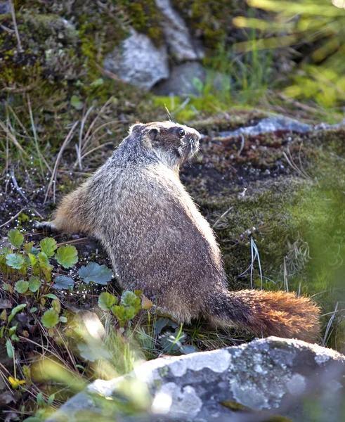 Marmotte parmi les rochers et les plantes . — Photo