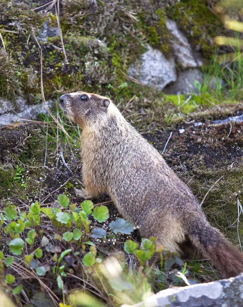 Small furry marmot. — Stock Photo, Image