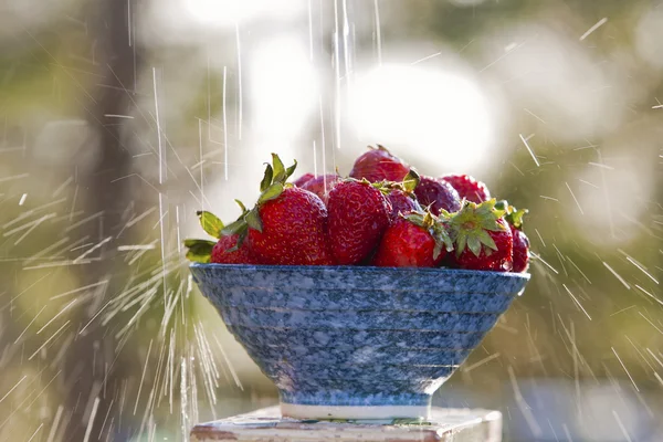 Lluvia sobre fresas . — Foto de Stock